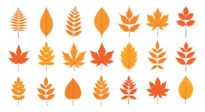 A collection of various autumn leaves in different shapes and shades of orange and yellow, ideal for seasonal design and fall nature themes.