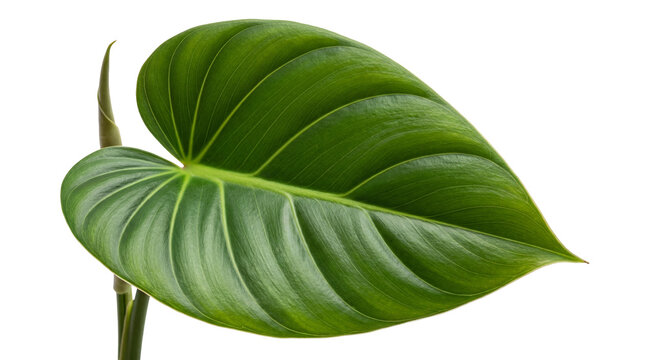 Green philodendron leaf PNG isolated on transparent background, tropical foliage for design and decoration use