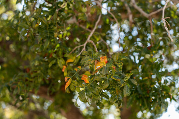 Close-up view of green leaves with hints of orange, showcasing a vibrant natural scene in early autumn
