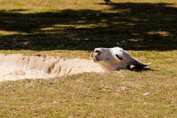 Llama in a pit