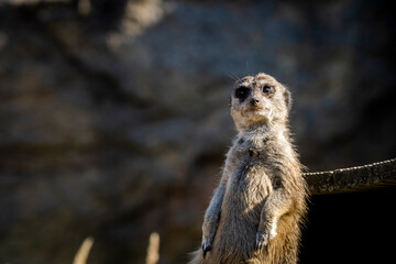 meerkat on guard duty