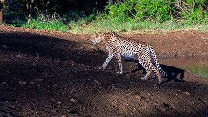 A majestic cheetah walks along the edge of a watering hole in its natural habitat