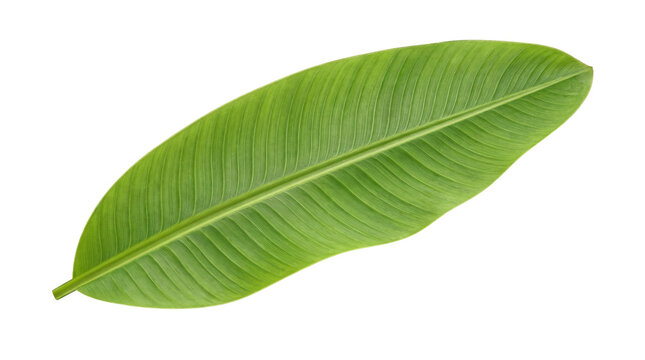 Fresh green banana leaf PNG isolated on transparent background, tropical foliage for exotic design and natural decoration