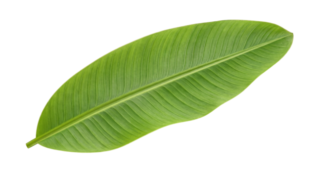 Fresh green banana leaf PNG isolated on transparent background, tropical foliage for exotic design and natural decoration