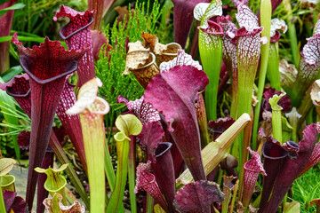 Close-up of colorful pitcher plants displaying vibrant red, purple, and green tones with spotted textures. Exotic carnivorous foliage creating a striking botanical scene, perfect for themes of nature 