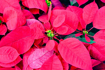 natural Christmas plant decorative graphic