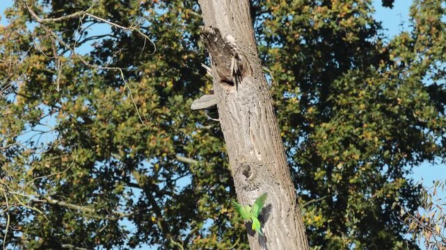 rose-ringed parakeet flying around, rose-ringed parakeet on a tree trunk, a rose-ringed parakeet flying by, green parakeets on a tree, sunbeams, tall trees, Psittacula krameri	