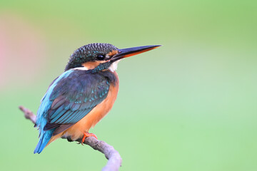 exotic chubby turquoise bird with sharp beaks perching on wooden branch while fishing in stream, female common kingfisher