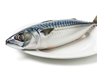 Whole Raw Atlantic Mackerel Fish on a White Plate, Fresh Oily Seafood Isolated.