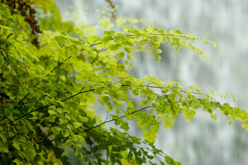 Fresh green fern leaves with delicate textures set against a softly blurred waterfall background, creating a calm and refreshing nature scene. Perfect for themes of tranquility, eco design, natural we