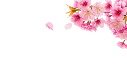 Obraz premium Delicate pink cherry blossom branch with falling petals isolated on transparent background