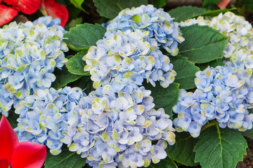 hydrangea blossoms showcasing layered petals and lush greenery. A fresh floral background perfect for botanical themes, garden visuals, spring decor, and nature-inspired design.