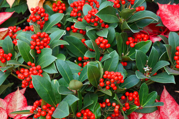 Christmas background, holiday graphic, red berries, green leaves, festive foliage, Christmas plant, seasonal decoration, botanical texture, winter holiday, Christmas theme, nature graphic, decorative 