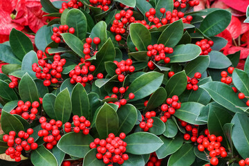 Christmas Botanical Background with Red Berries and Green Leaves
