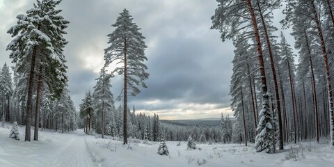 Snow covered pine forest with winter sunrise in mountains panoramic landscape .