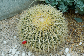 Close-up view of round green spike cactus plants, big cactus