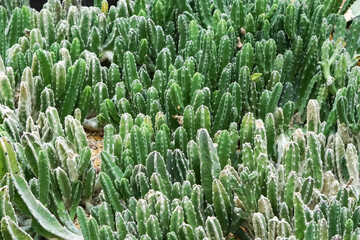 Close-up view of clustered green cactus plants with vertical ribbed stems and white spines, creating a dense natural texture. Ideal for botanical themes, gardening visuals, succulent collections