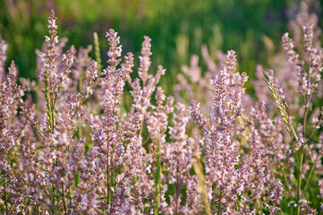 Obraz premium Hairless catmint plant(Nepeta nuda) with flowers on a meadow.