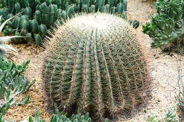 Giant cactus on desert 