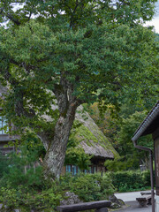 世界遺産白川郷の野外博物館合掌造り民家園の風景