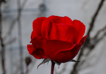 Die letzte rote Rose im herbstlichen Garten