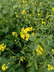 Fototapeta premium yellow flowers in the garden