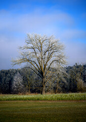 Winter landscape with frost covered trees