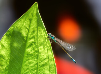 Bluetail damselfly on a green leaf