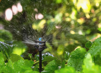 Garden irrigation with an automatic watering system