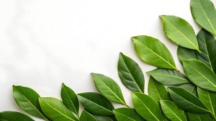 Obraz premium Fresh Green Leaves Arranged Artistically on a Clean White Background with Natural Lighting