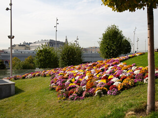 A beautiful flower bed in Zaryadye Park in Moscow in summer