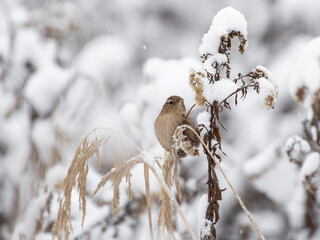 ptaki śnieg gałęzie portrety zimowe w lesie © Colorful Soul