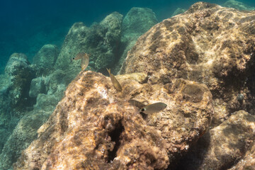Underwater scene featuring Saddled Seabream fish swimming near rocky reefs in the clear waters of Saint-Jean-Cap-Ferrat, French Riviera.
