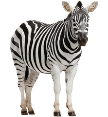 Fototapeta premium zebra on isolated background