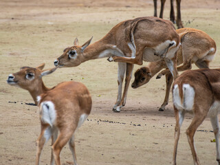 zwierzęta w zoo słoń, kapibara, renifer niedźwiedź © Colorful Soul