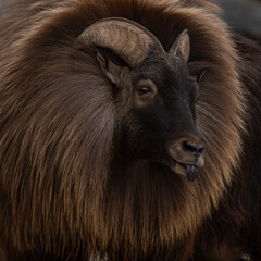 zwierzęta w zoo słoń, kapibara, renifer niedźwiedź © Colorful Soul