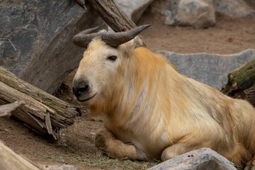 zwierzęta w zoo słoń, kapibara, renifer niedźwiedź © Colorful Soul