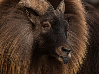 zwierzęta w zoo słoń, kapibara, renifer niedźwiedź © Colorful Soul