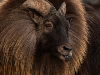 zwierzęta w zoo słoń, kapibara, renifer niedźwiedź © Colorful Soul