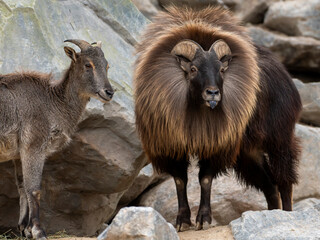 zwierzęta w zoo słoń, kapibara, renifer niedźwiedź