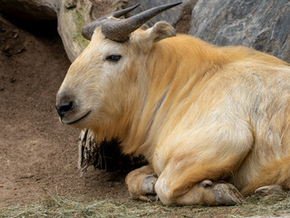 zwierzęta w zoo słoń, kapibara, renifer niedźwiedź © Colorful Soul