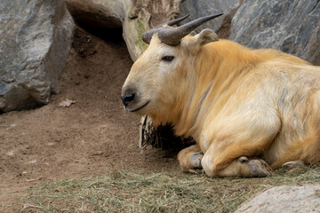 zwierzęta w zoo słoń, kapibara, renifer niedźwiedź © Colorful Soul