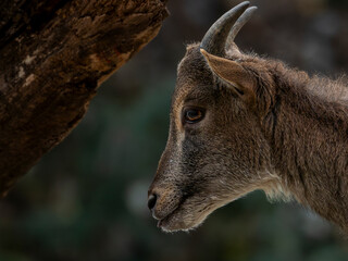 zwierzęta w zoo słoń, kapibara, renifer niedźwiedź © Colorful Soul