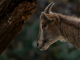zwierzęta w zoo słoń, kapibara, renifer niedźwiedź © Colorful Soul
