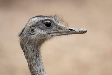 zwierzęta w zoo słoń, kapibara, renifer niedźwiedź