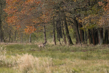 daniele w lesie czarny czarna dama byk