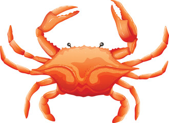 crab isolated on white background