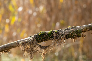 drzewo gałąź ozdobiona tło bokeh