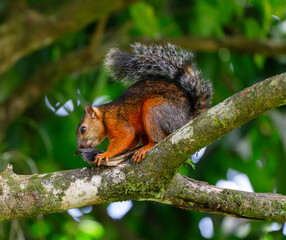 red squirrel sitting on a tree branch eating