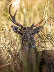 daniele w lesie czarny czarna dama byk